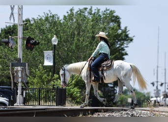 Poni cuarto de milla, Caballo castrado, 6 años, 145 cm