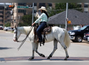 Poni cuarto de milla, Caballo castrado, 6 años, 145 cm