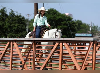 Poni cuarto de milla, Caballo castrado, 6 años, 145 cm