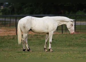 Poni cuarto de milla, Caballo castrado, 6 años, 145 cm