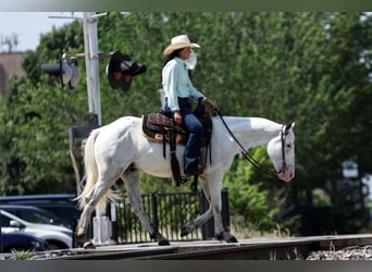 Poni cuarto de milla, Caballo castrado, 6 años, 145 cm