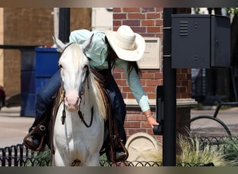 Poni cuarto de milla, Caballo castrado, 6 años, 145 cm