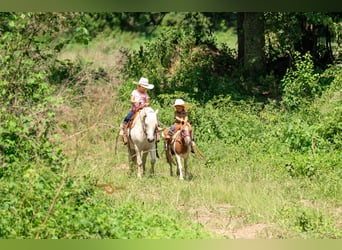 Poni cuarto de milla Mestizo, Caballo castrado, 7 años, 119 cm, Tordo