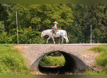 Poni cuarto de milla Mestizo, Caballo castrado, 7 años, 119 cm, Tordo