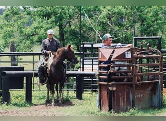 Poni cuarto de milla, Caballo castrado, 7 años, 132 cm