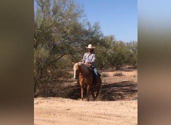 Poni cuarto de milla, Caballo castrado, 7 años, 135 cm, Palomino