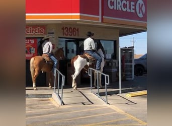 Poni cuarto de milla, Caballo castrado, 7 años, 135 cm, Palomino