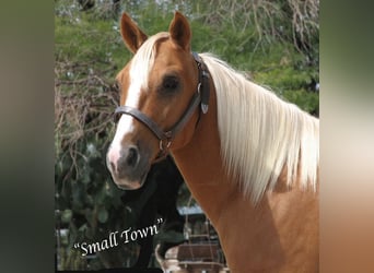 Poni cuarto de milla, Caballo castrado, 7 años, 135 cm, Palomino