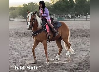 Poni cuarto de milla, Caballo castrado, 7 años, 135 cm, Palomino