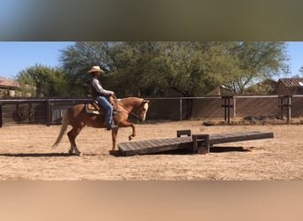 Poni cuarto de milla, Caballo castrado, 7 años, 135 cm, Palomino