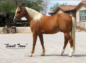 Poni cuarto de milla, Caballo castrado, 7 años, 135 cm, Palomino