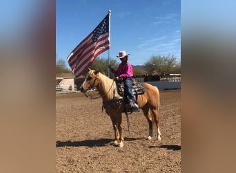 Poni cuarto de milla, Caballo castrado, 7 años, 135 cm, Palomino