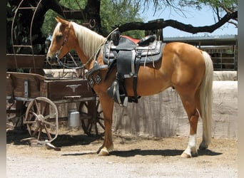 Poni cuarto de milla, Caballo castrado, 7 años, 135 cm, Palomino