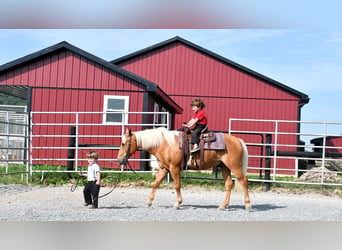 Poni cuarto de milla, Caballo castrado, 7 años, 137 cm, Palomino