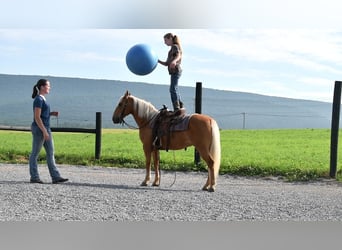 Poni cuarto de milla, Caballo castrado, 7 años, 137 cm, Palomino