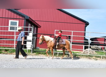 Poni cuarto de milla, Caballo castrado, 7 años, 137 cm, Palomino