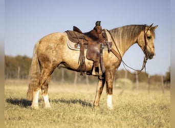 Poni cuarto de milla, Caballo castrado, 7 años, 142 cm, Palomino