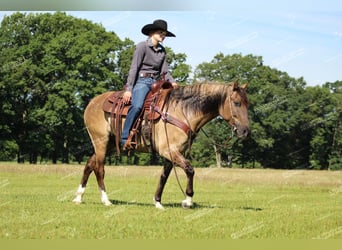 Poni cuarto de milla, Caballo castrado, 7 años, 145 cm, Grullo