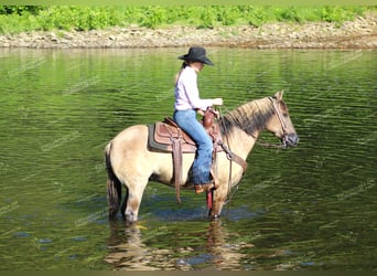 Poni cuarto de milla, Caballo castrado, 7 años, 145 cm, Grullo