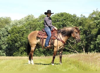 Poni cuarto de milla, Caballo castrado, 7 años, 145 cm, Grullo