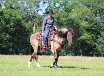 Poni cuarto de milla, Caballo castrado, 7 años, 145 cm, Grullo