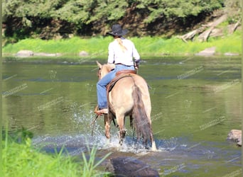 Poni cuarto de milla, Caballo castrado, 7 años, 145 cm, Grullo