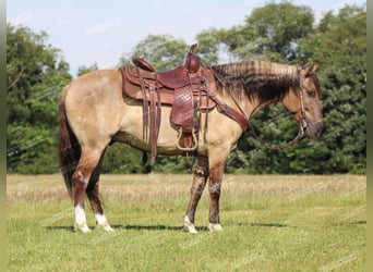 Poni cuarto de milla, Caballo castrado, 7 años, 145 cm, Grullo