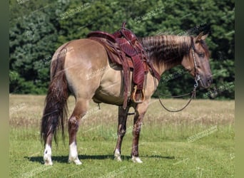 Poni cuarto de milla, Caballo castrado, 7 años, 145 cm, Grullo