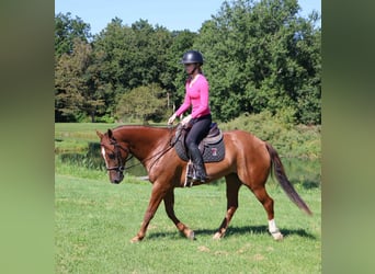 Poni cuarto de milla, Caballo castrado, 7 años, 147 cm, Alazán-tostado