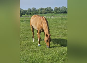 Poni cuarto de milla, Caballo castrado, 7 años, 150 cm, Red Dun/Cervuno