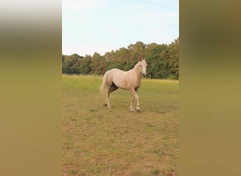 Poni cuarto de milla, Caballo castrado, 7 años, 154 cm, Palomino