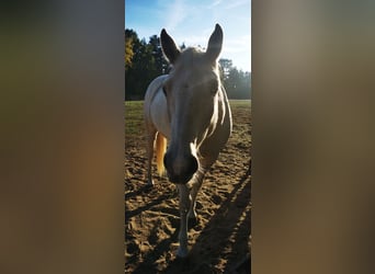 Poni cuarto de milla, Caballo castrado, 7 años, 154 cm, Palomino