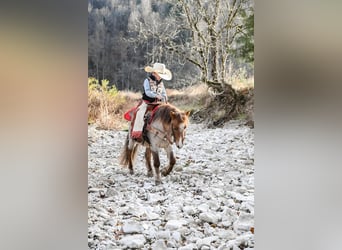 Poni cuarto de milla, Caballo castrado, 7 años, 99 cm, Ruano alazán