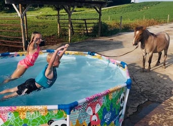 Poni cuarto de milla, Caballo castrado, 7 años, 99 cm, Ruano alazán