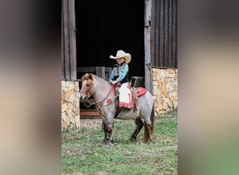 Poni cuarto de milla, Caballo castrado, 7 años, 99 cm, Ruano alazán