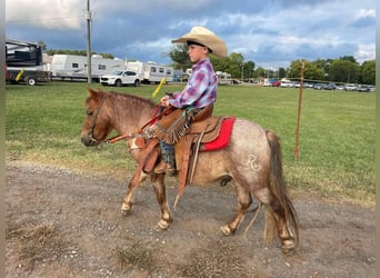 Poni cuarto de milla, Caballo castrado, 7 años, 99 cm, Ruano alazán