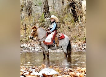 Poni cuarto de milla, Caballo castrado, 7 años, 99 cm, Ruano alazán