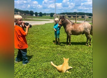 Poni cuarto de milla, Caballo castrado, 7 años, 99 cm, Ruano alazán