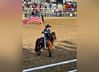 Poni cuarto de milla, Caballo castrado, 7 años, Castaño rojizo