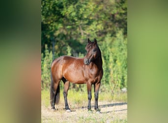 Poni cuarto de milla, Caballo castrado, 7 años, Castaño rojizo