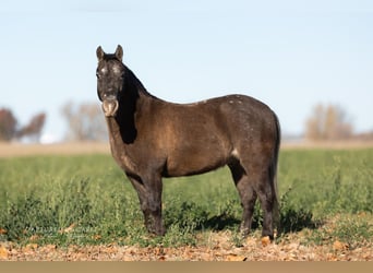Poni cuarto de milla, Caballo castrado, 8 años, 122 cm