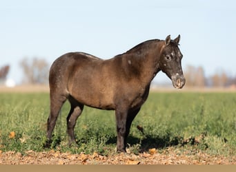 Poni cuarto de milla, Caballo castrado, 8 años, 122 cm