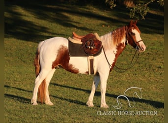 Poni cuarto de milla, Caballo castrado, 8 años, 132 cm, Tobiano-todas las-capas