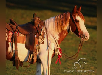 Poni cuarto de milla, Caballo castrado, 8 años, 132 cm, Tobiano-todas las-capas