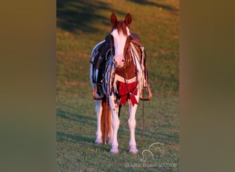 Poni cuarto de milla, Caballo castrado, 8 años, 132 cm, Tobiano-todas las-capas