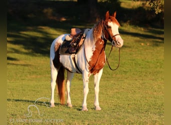 Poni cuarto de milla, Caballo castrado, 8 años, 132 cm, Tobiano-todas las-capas