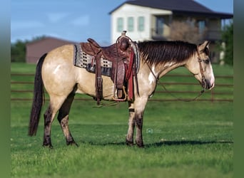 Poni cuarto de milla, Caballo castrado, 8 años, 140 cm, Buckskin/Bayo