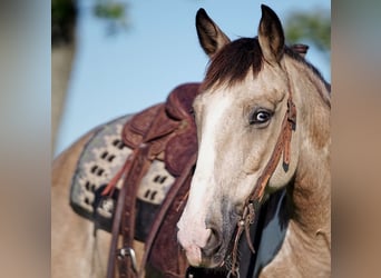 Poni cuarto de milla, Caballo castrado, 8 años, 140 cm, Buckskin/Bayo