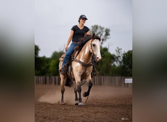 Poni cuarto de milla, Caballo castrado, 8 años, 140 cm, Buckskin/Bayo