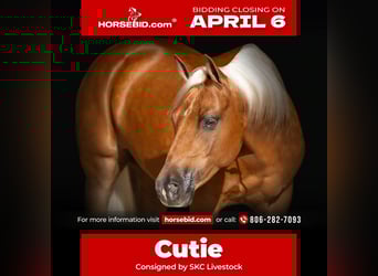 Poni cuarto de milla, Caballo castrado, 8 años, 142 cm, Palomino